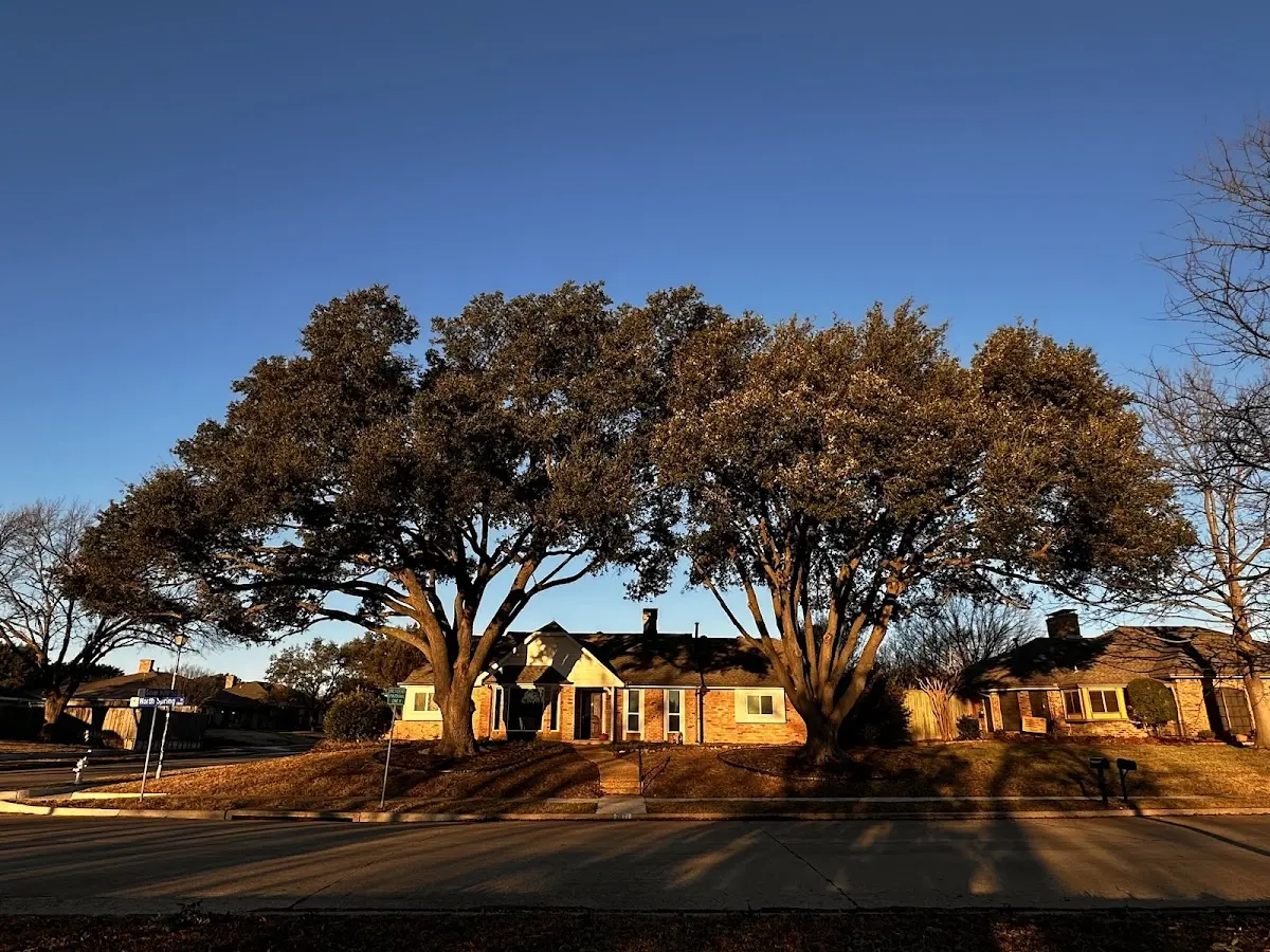 Established residential canopy tree shading a home in Keysville